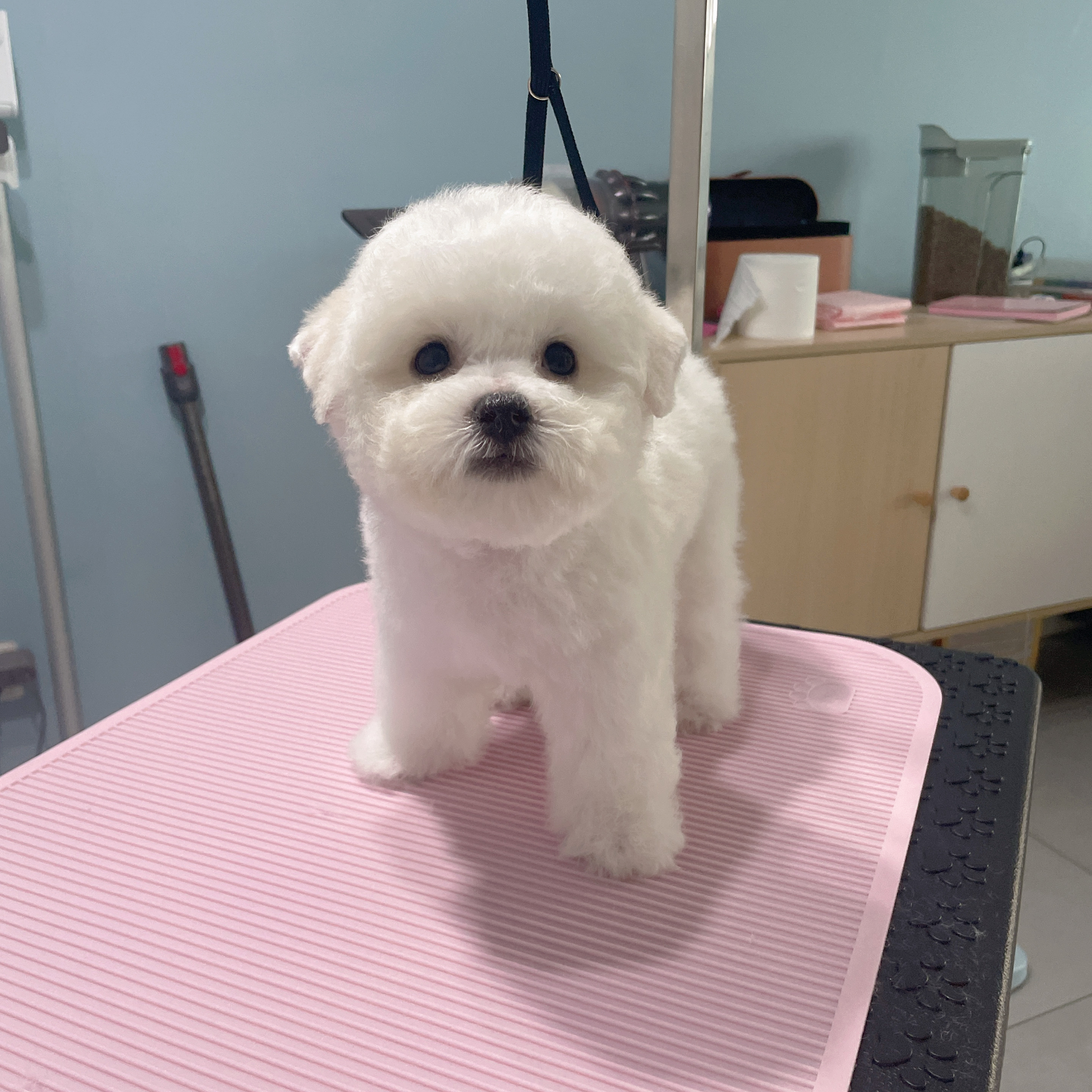 双血统比熊保证健康